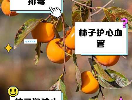 营养丰富又美味的柿子：功效价值及食用禁忌全知道