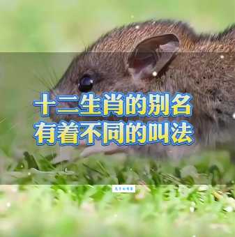 高耸入云是什么生肖？揭秘十二生肖中的“高耸”之谜