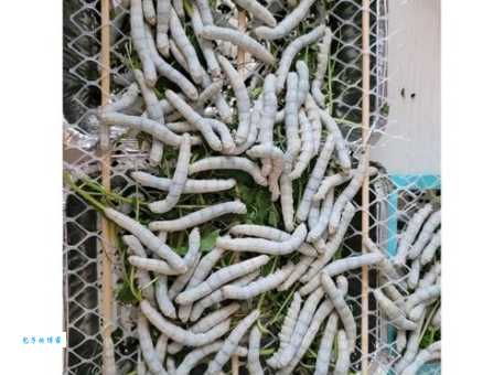 蚕食鲸吞是哪个生肖的象征？详解蚕食鲸吞与十二生肖的关系