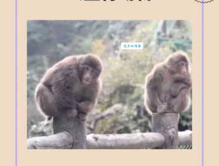 百思不得其解？窗户是特马代表的生肖是？