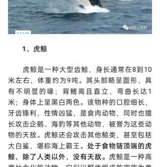 猜一生肖：乌七八糟的景象指什么动物？