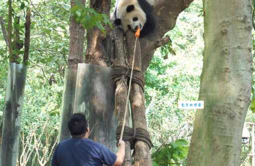 半斤八两是什么生肖动物？看看你猜对了吗？
