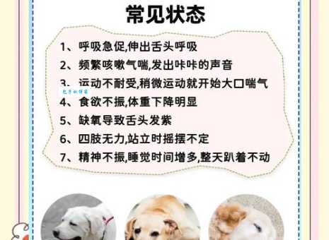 梗犬常见疾病预防：呵护梗犬健康，疾病预防与护理知识