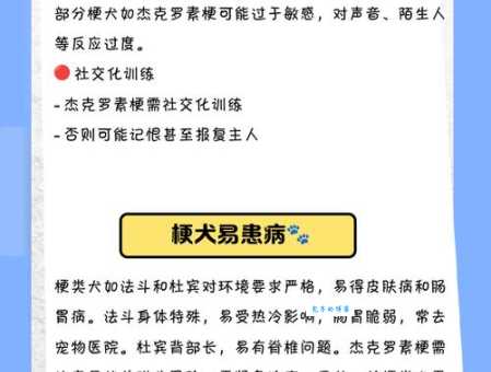 梗犬常见疾病预防：呵护梗犬健康，疾病预防与护理知识