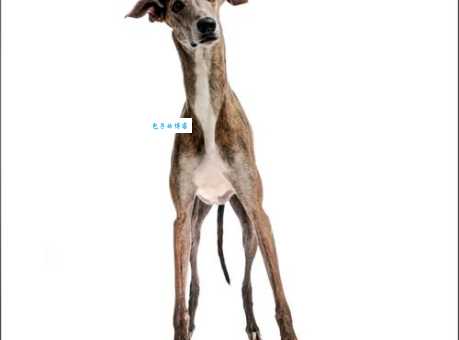 认识格力犬：从起源到特点全方位解读