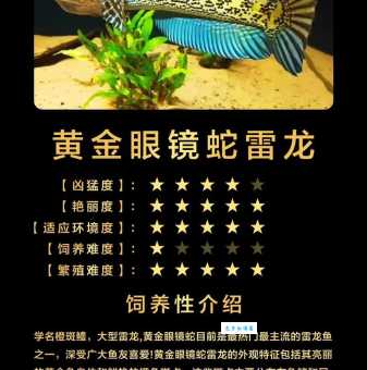 雷龙鱼的种类及价格，雷龙鱼市场行情分析