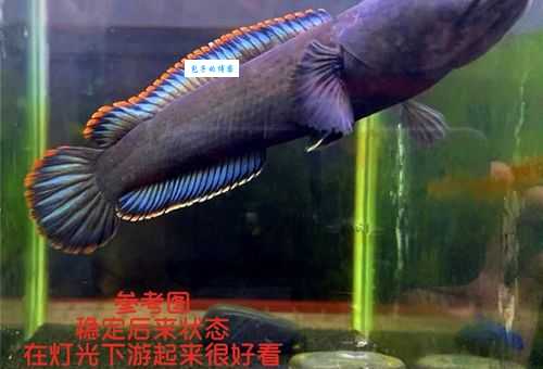 雷龙鱼的种类及价格，雷龙鱼市场行情分析