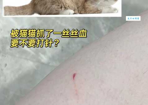 猫抓伤出血了需不需要打针？如何预防狂犬病？