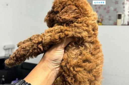 红贵宾犬的性格特点是什么？适合家庭饲养吗？