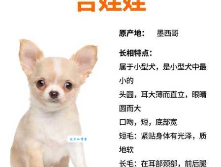 想买吉娃娃？价格是多少？看完你就懂了