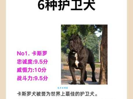 护卫犬哪种好？不同犬种的优缺点对比