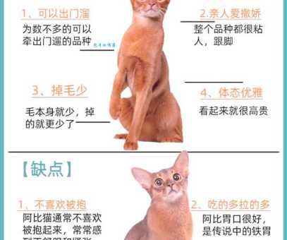 想养只高贵猫咪？阿比西尼亚猫：性格温顺超粘人！