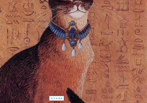 想养只高贵猫咪？阿比西尼亚猫：性格温顺超粘人！