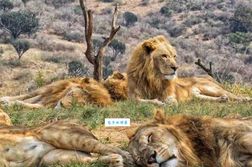 狮群的狩猎主要是雌狮还是雄狮？真相令人意外