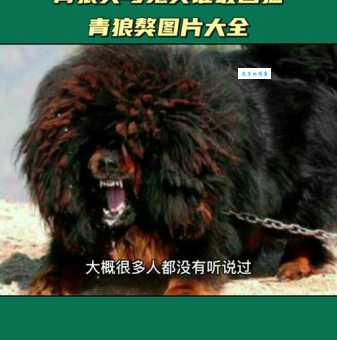 鬼獒王：它是怎样成为“犬中之王”的？