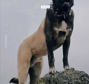 鬼獒王：它是怎样成为“犬中之王”的？