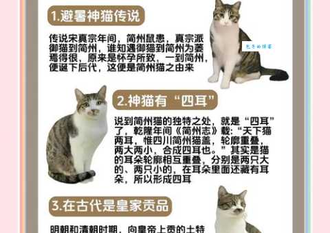 四川简州猫：古老的“四耳神猫”，皇家贡品今何在？