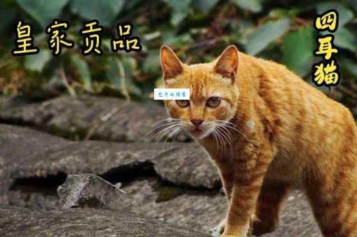 四川简州猫：古老的“四耳神猫”，皇家贡品今何在？