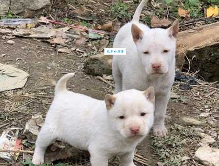 下司犬价格及纯种鉴别：想养中华名猎？看这里！