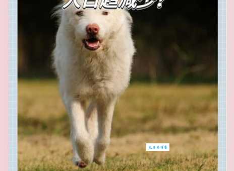 下司犬价格及纯种鉴别：想养中华名猎？看这里！