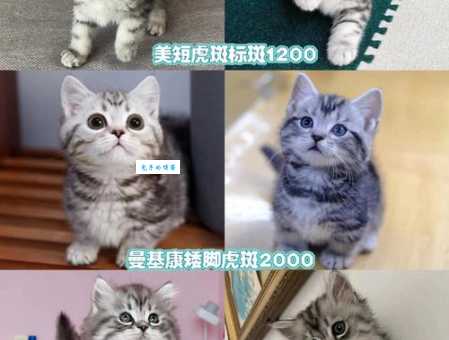 虎斑猫多少钱一只？影响价格的因素有哪些？