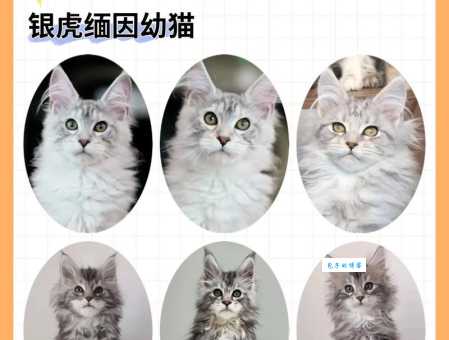 虎斑猫多少钱一只？影响价格的因素有哪些？
