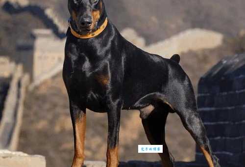 战斗力最强的狗：盘点那些让人闻风丧胆的犬种