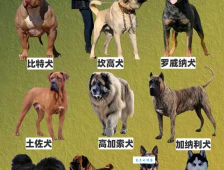 战斗力最强的狗：盘点那些让人闻风丧胆的犬种