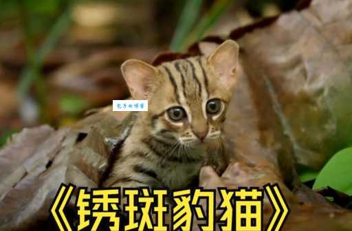 锈斑猫：迷你猎手，森林中的精灵！