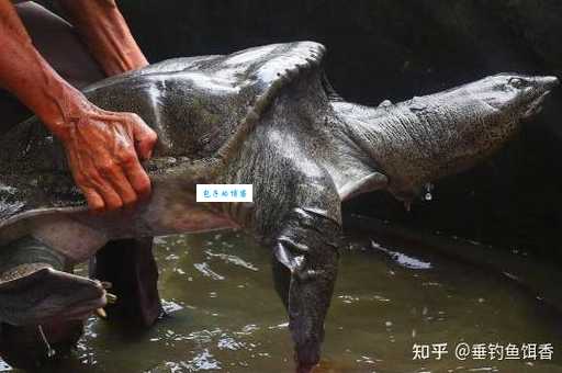 巨鼋的读音是什么？详解巨鼋的含义和特点
