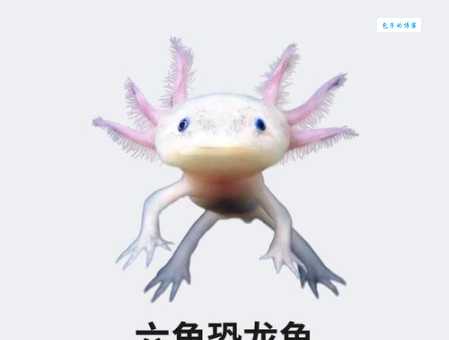 六角恐龙鱼的品种有哪些？如何挑选健康的六角恐龙鱼