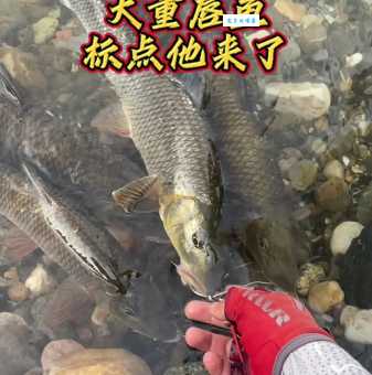 重唇鱼的营养价值高吗？重唇鱼的功效与作用是什么？
