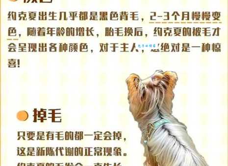 约克夏犬的性格怎么样？适合家庭饲养吗？