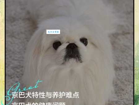 京巴狗容易生病吗？如何预防和治疗京巴犬常见疾病