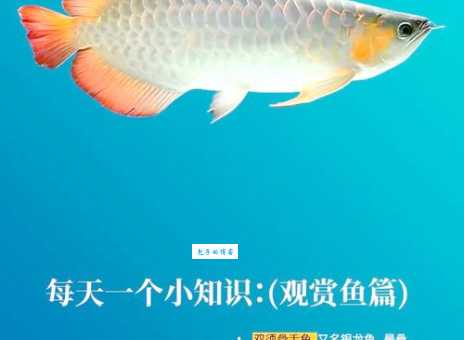 小龙鱼是什么鱼？价格贵不贵？好吃吗？