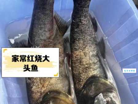 新疆大头鱼：珍稀鱼类扁吻鱼的生存现状及保护