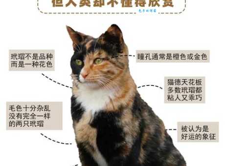 玳瑁猫的魅力：远超你想象的三色猫之美