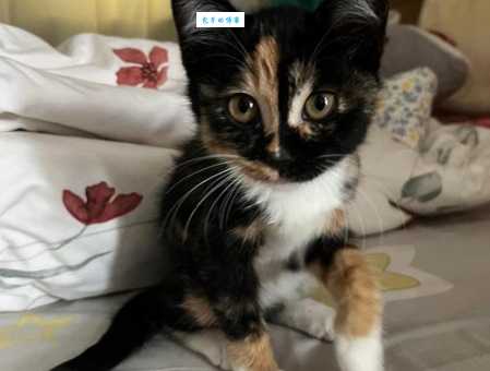 玳瑁猫的魅力：远超你想象的三色猫之美