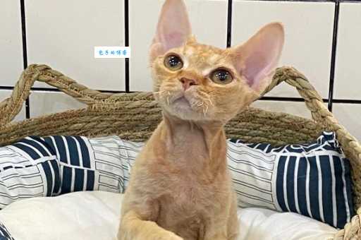 德文卷毛猫：独特卷毛，魅力无限，宠物界的时尚达人！