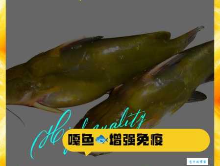 农村常见的嘎鱼，如今身价倍增，养殖前景如何？