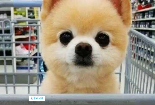 小狗俊介有多可爱？带你了解这只网红博美犬