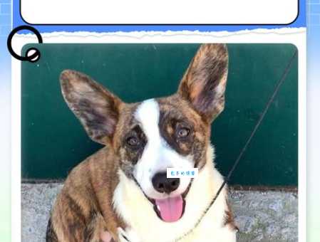 柯基犬品种大全：彭布罗克和卡迪根的区别