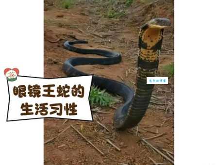 眼镜王蛇的蛇毒结晶颜色是怎样的？看完你就懂了