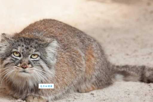 帕拉斯猫：超凶猛高原精灵，了解它的独特魅力