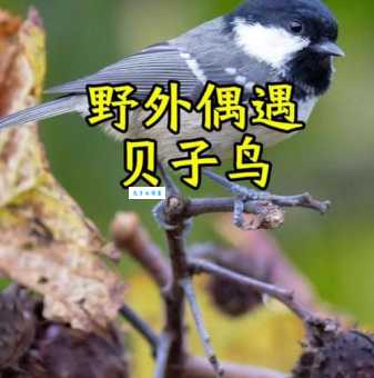 贝子鸟的种类与特点，你了解多少？