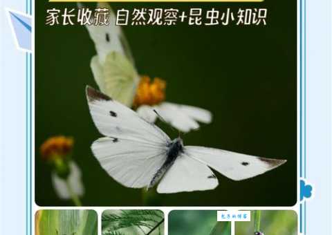 瓢虫究竟是什么昆虫？带你了解瓢虫的秘密