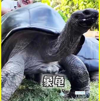 世界上最大的龟是什么龟？体型惊人的巨龟大揭秘！