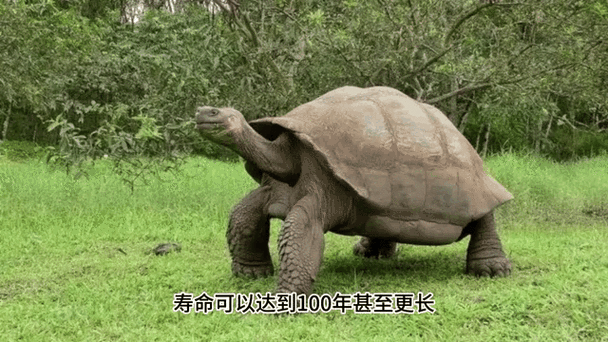世界上最大的龟是什么龟？体型惊人的巨龟大揭秘！
