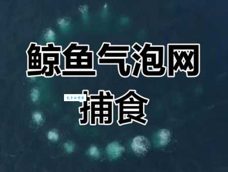 座头鲸如何捕食？气泡网捕食术大揭秘