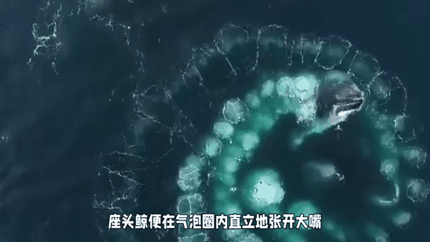 座头鲸如何捕食？气泡网捕食术大揭秘